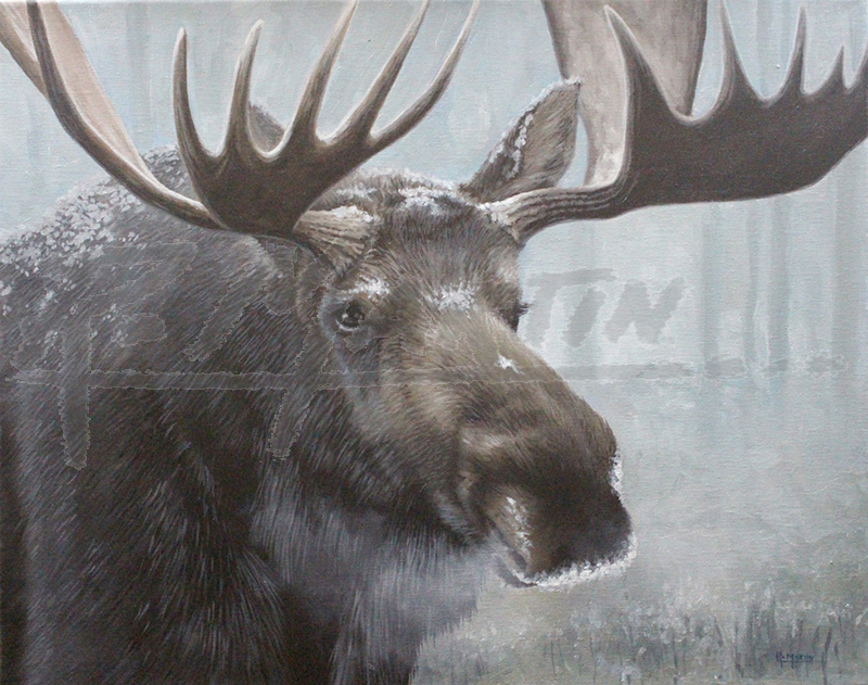 Moose Winter